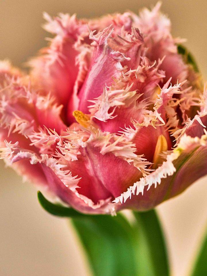Tulp
