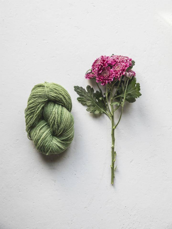 Chrysant wol verven