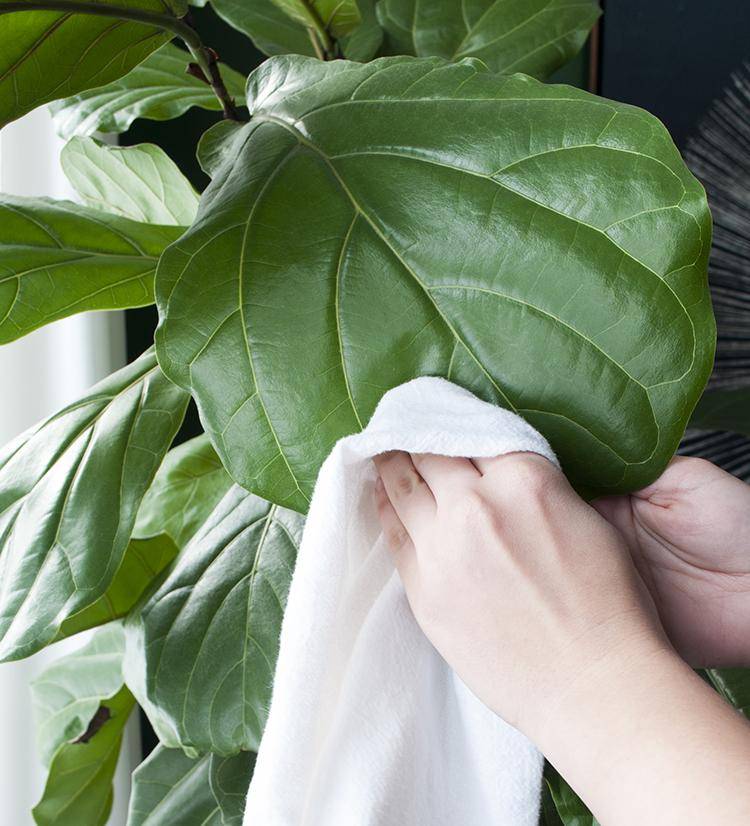 Ficus lyrata