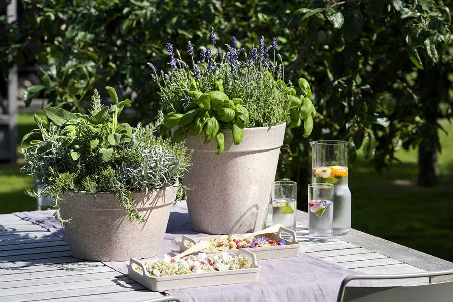 companion planting combinatieteelt Mooiwatplantendoen.nl - 92a77867-646b-4ea9-8e6b-e16a75ac24ff