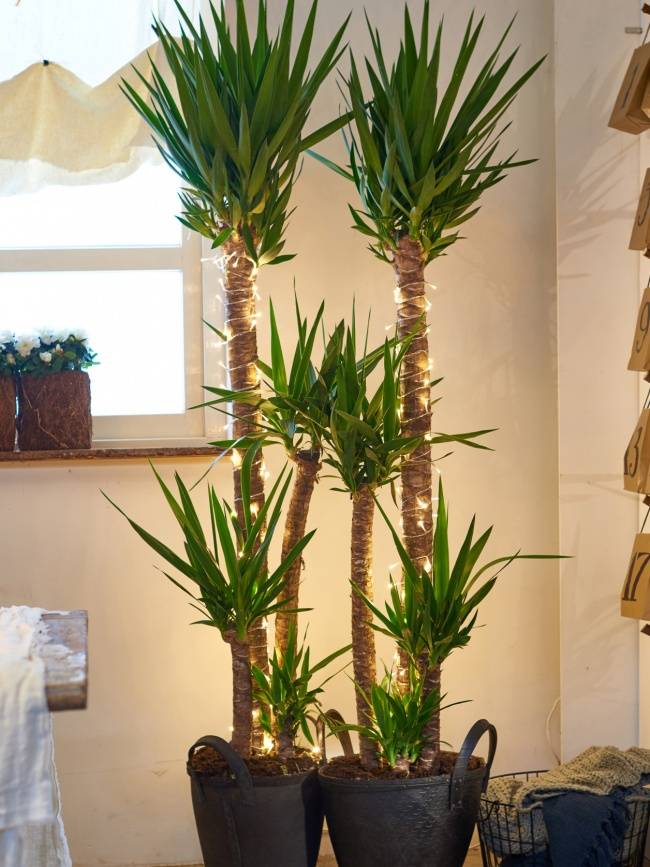decorate your houseplant Thejoyofplants.co.uk - c0b9b90a-2768-4b98-9d4e-64e9cb207751