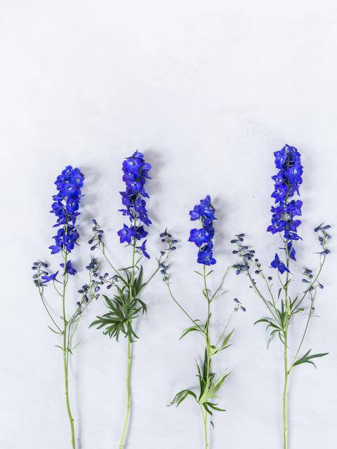 delphinium