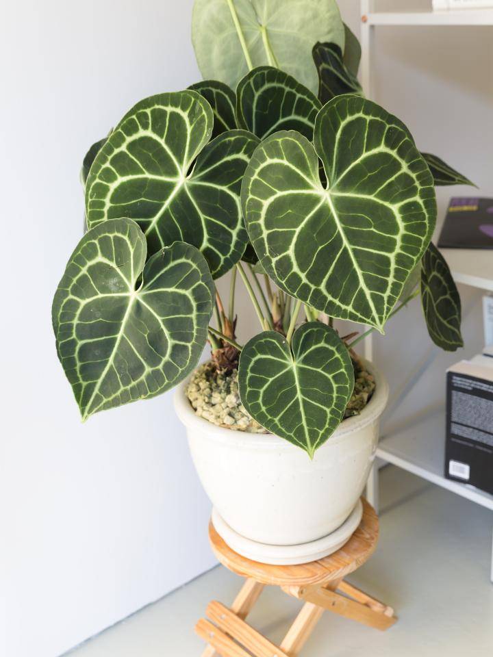 designplanten-anthuriumclarinervium-hr-3834
