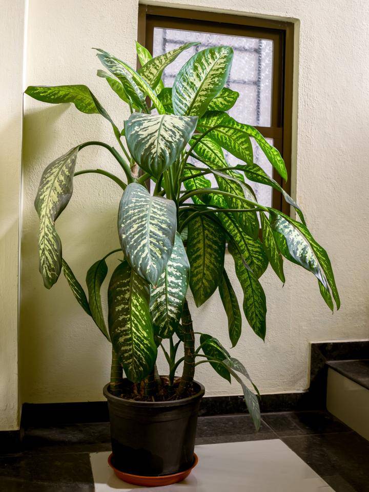 dieffenbachia