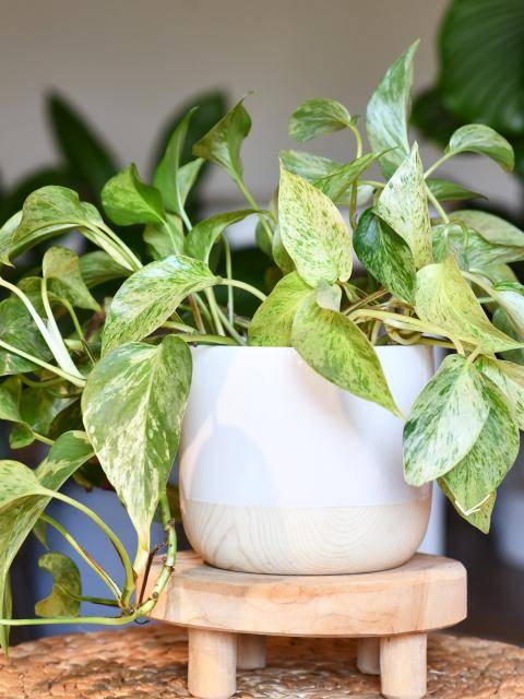 Drakenklimop (Epipremnum Aureum)