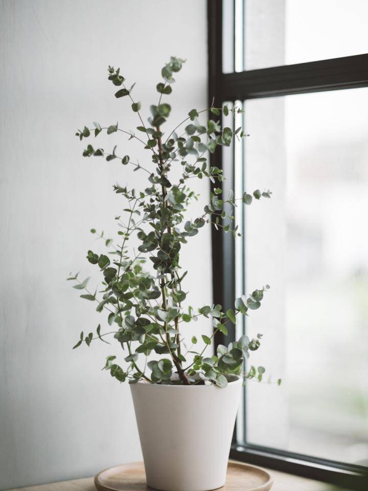 Eucalyptus