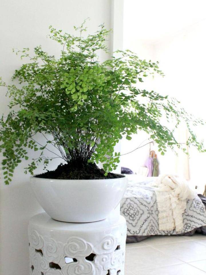 fern
