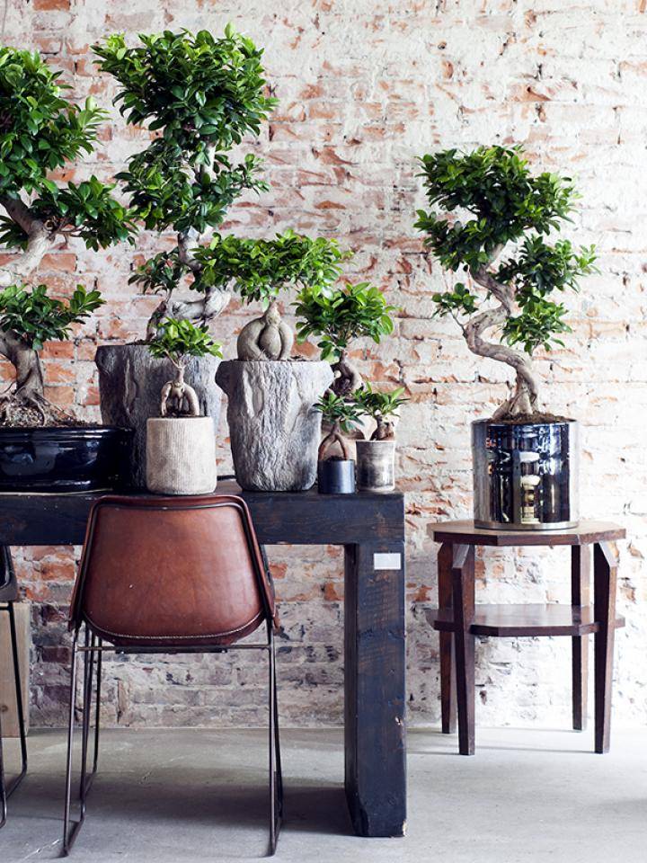 Ficus Ginseng