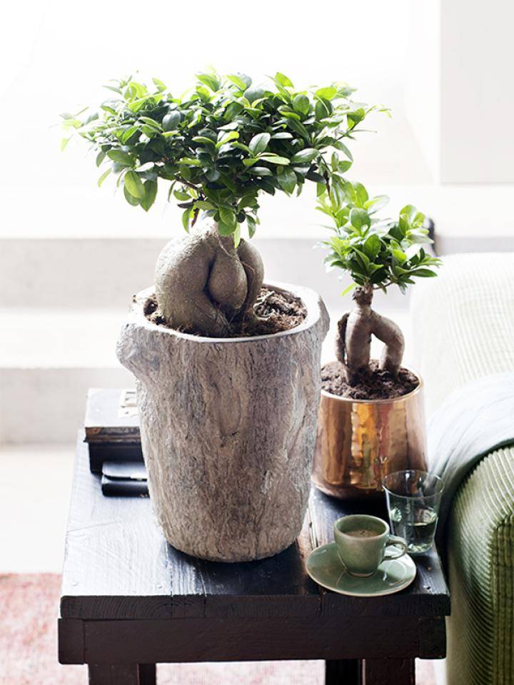 ficus-ginseng-8-mooiwatplantendoen.jpg-600x800_0