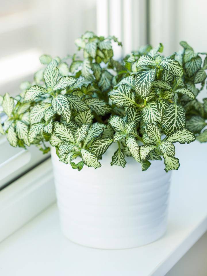 fittonia