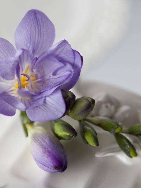 Freesia
