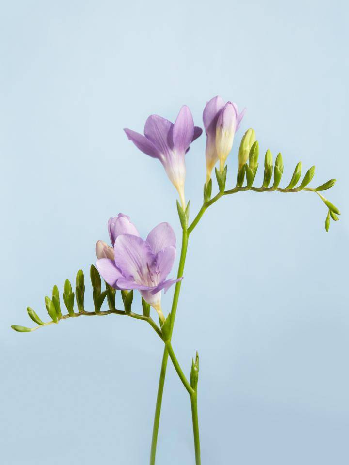 Freesia