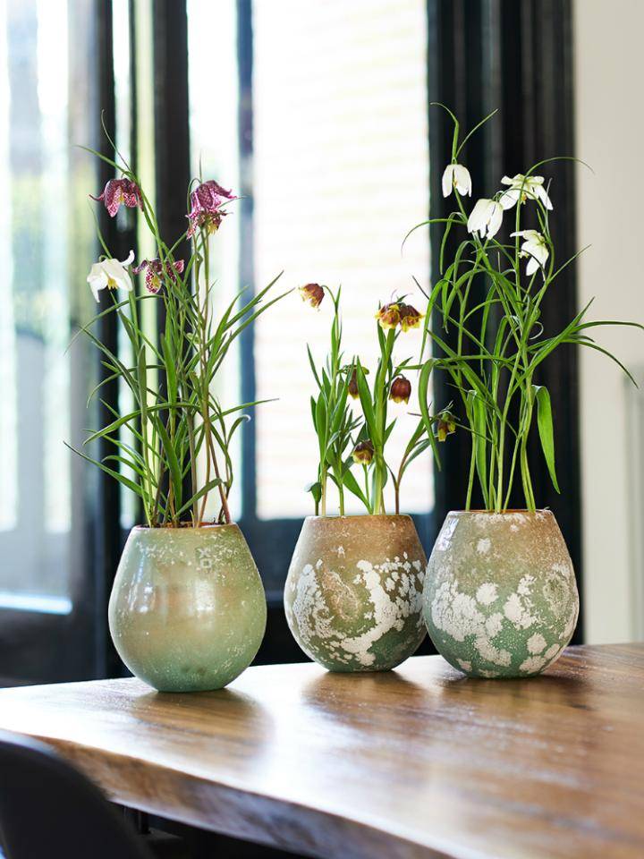 fritillaria_mooiwatplantendoen