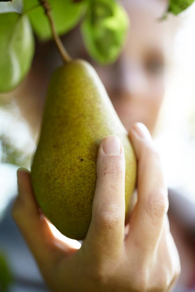 Fruitboom