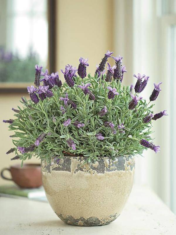 gardeners_supply_co