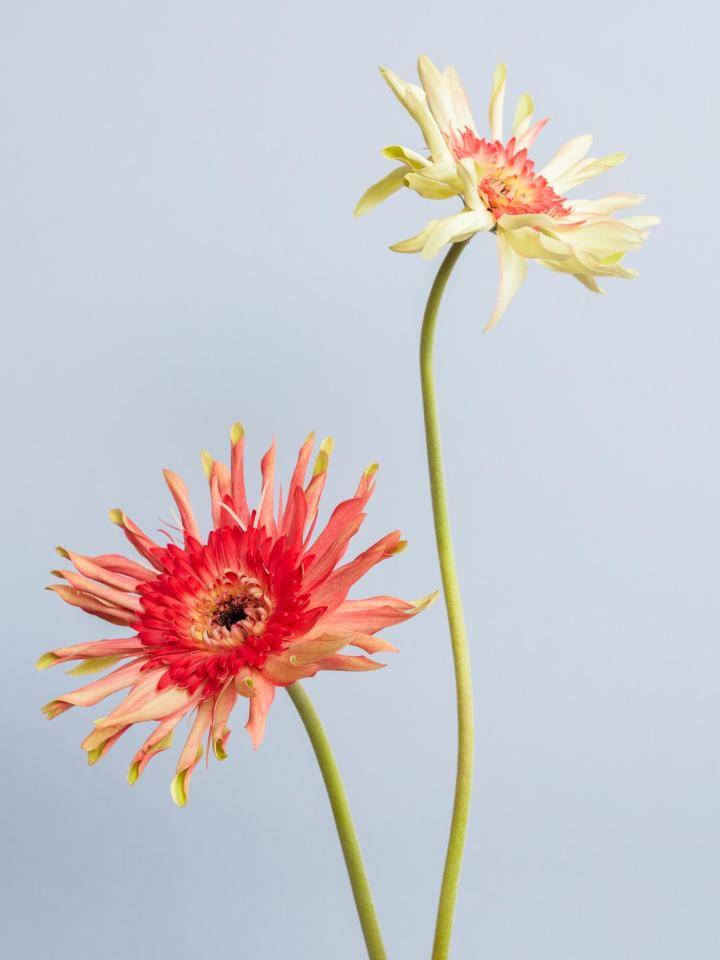 Gerbera bloemenwijzer op blauwe achtergrond