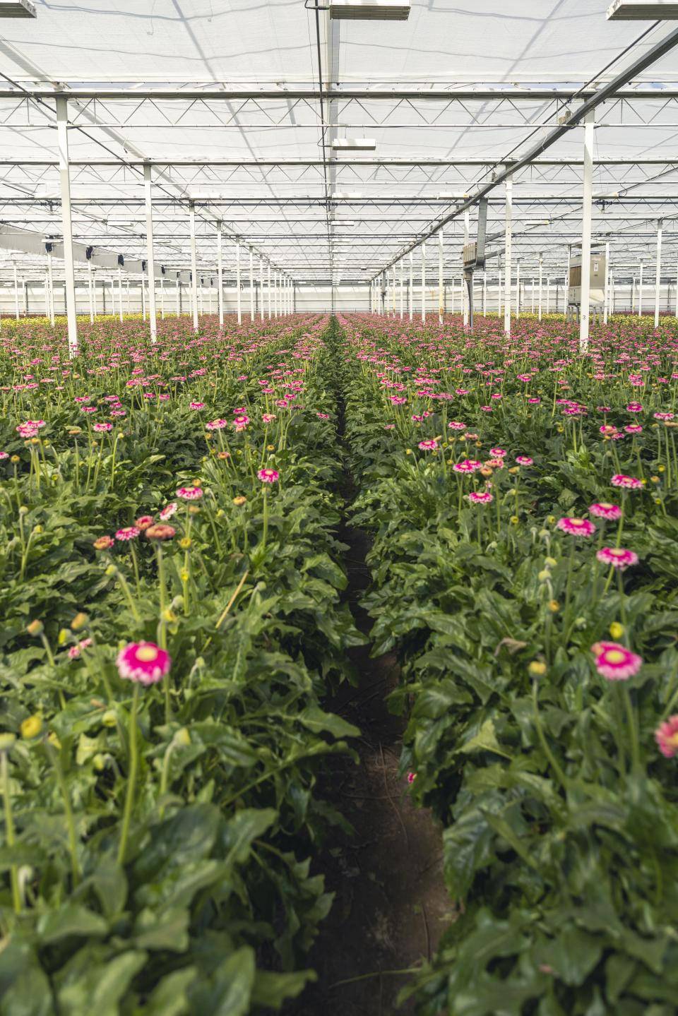 Gerbera's in de kas bij LG