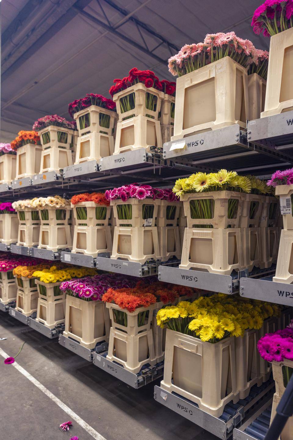vele kleuren gerbera's in fusten