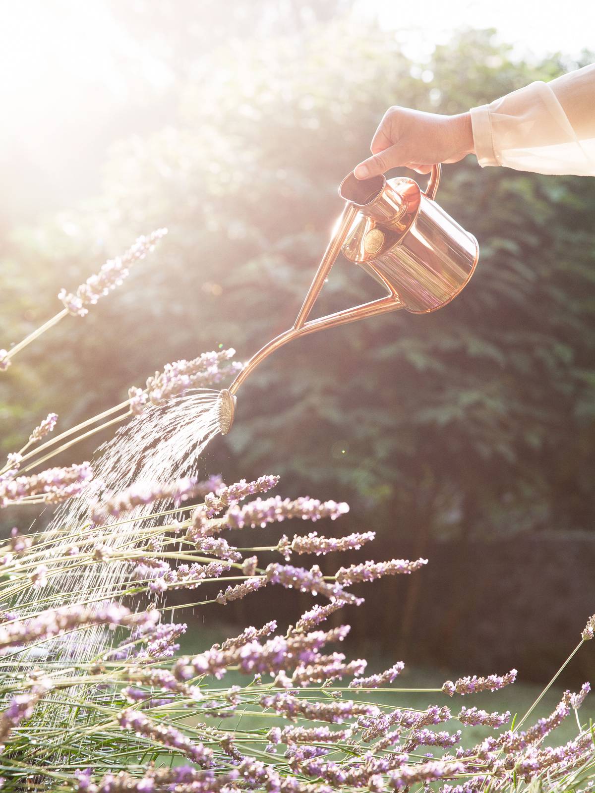 Tuinplanten die water krijgen uit een gieter