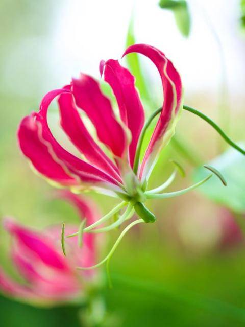 Gloriosa