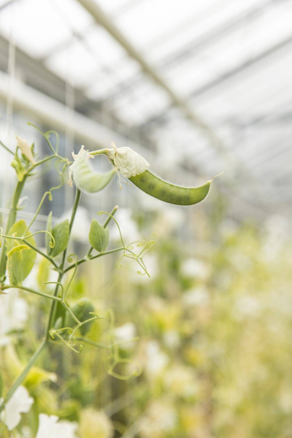Kweekproces lathyrus