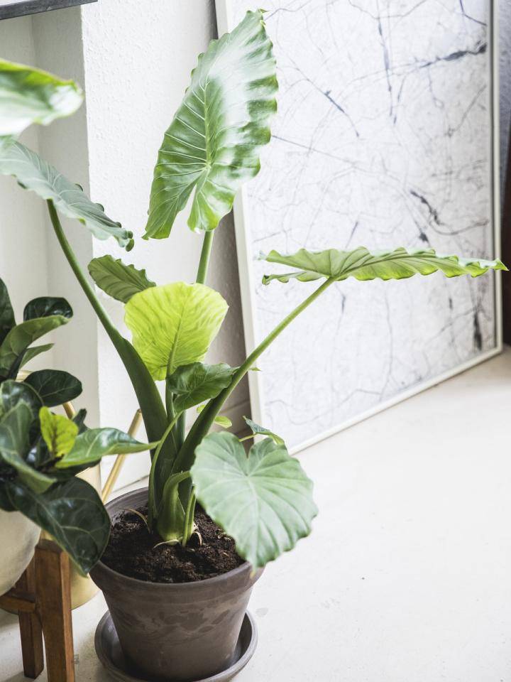 groene kamerplant