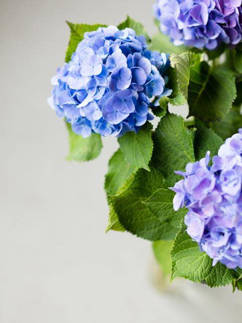 Hortensia