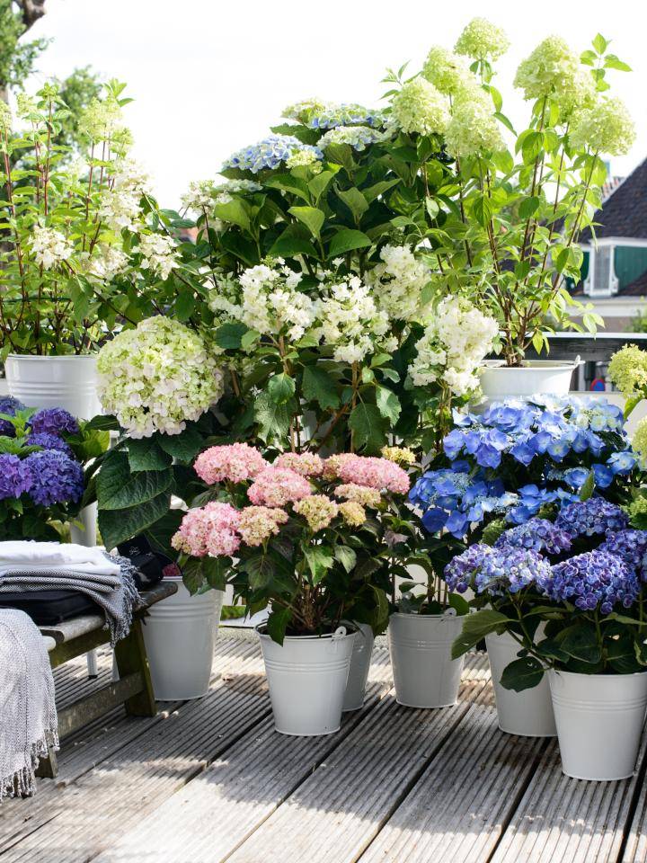 Hortensia in potten