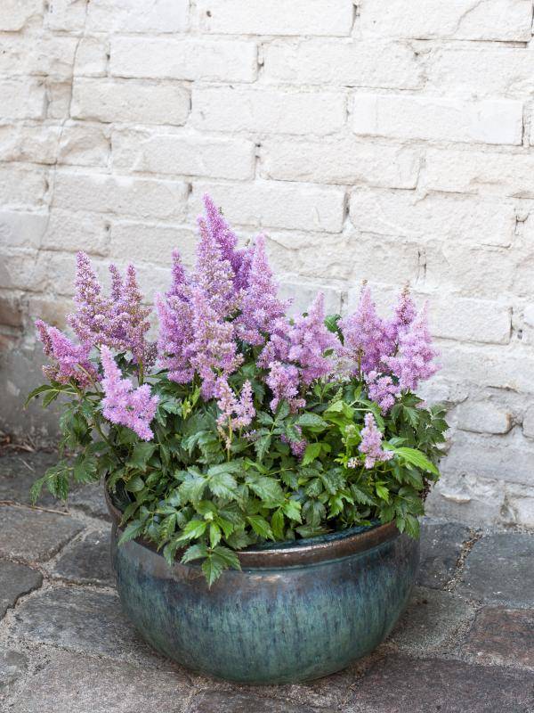 hr_bbh_plant04_copy