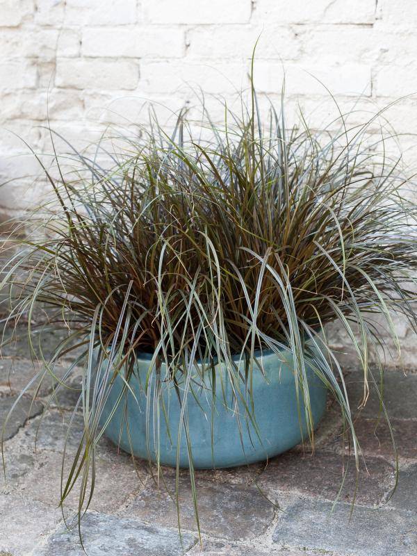 hr_bbh_plant05_copy