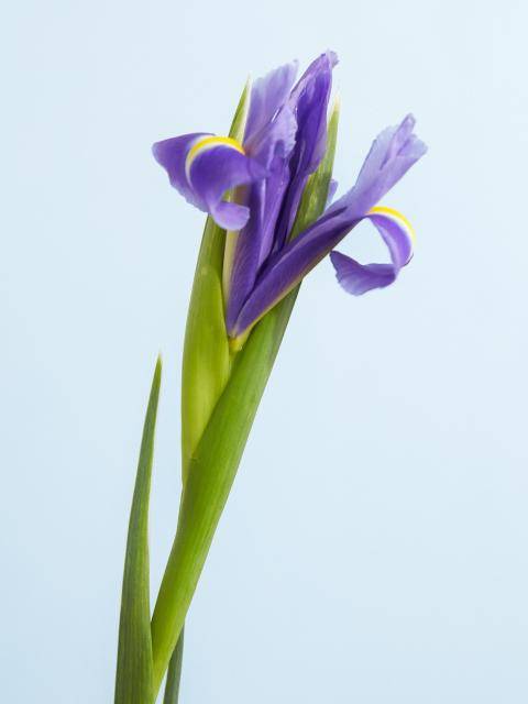 iris