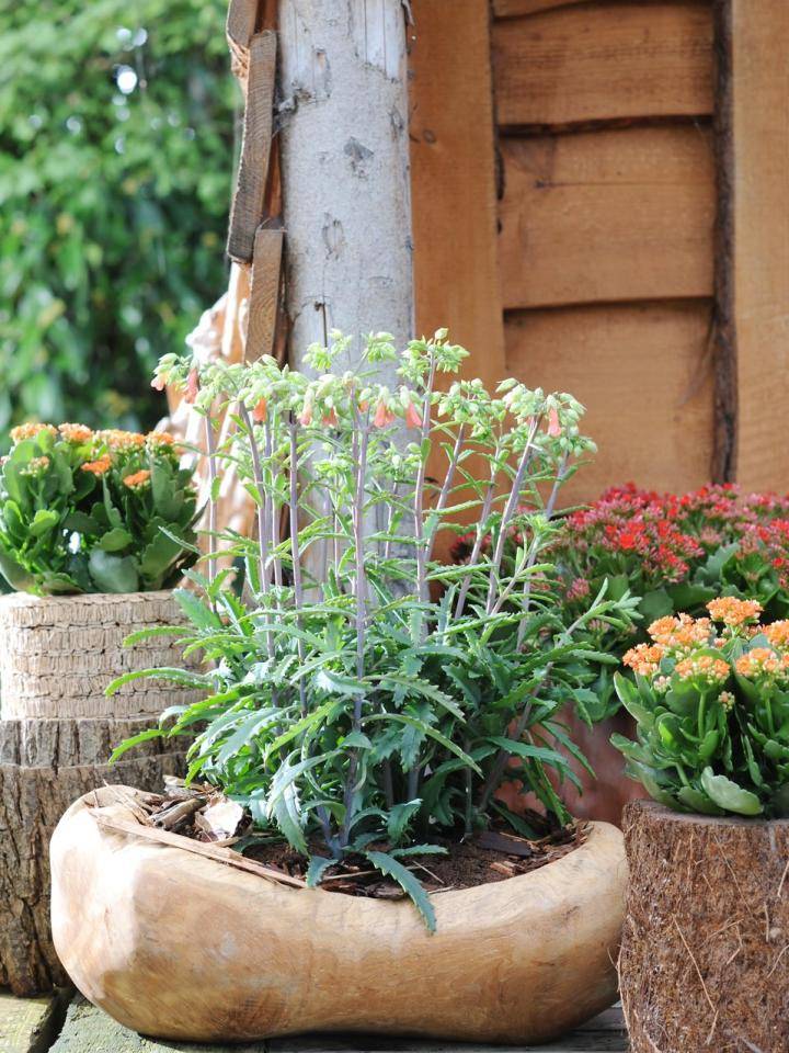 Kalanchoë is de perfecte plant voor warme dagen: vrijwel onderhoudsvrij, enthousiaste bloeier én een tropische uitstraling