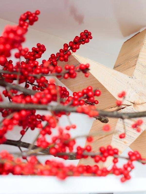 Ilex