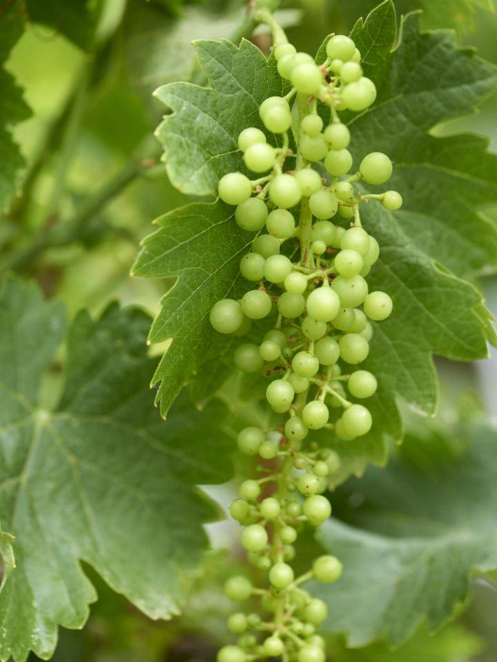 klimfruit_druif_mooiwatplantendoen_3 (1)