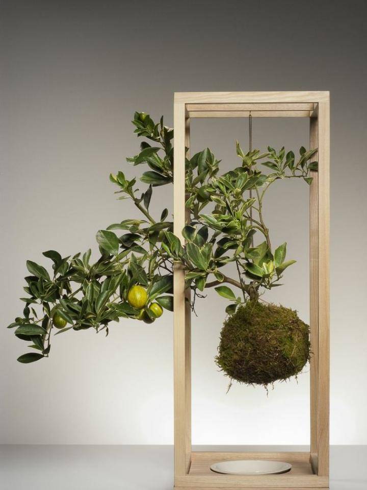 kumquat