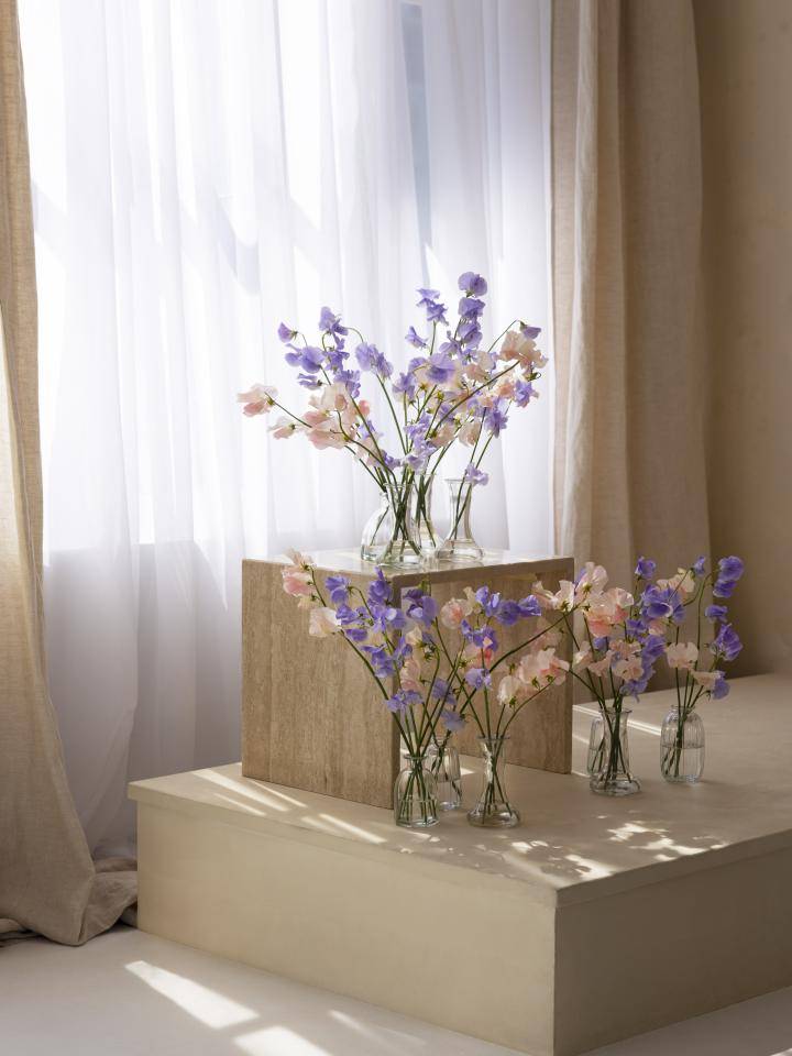 Lathyrus