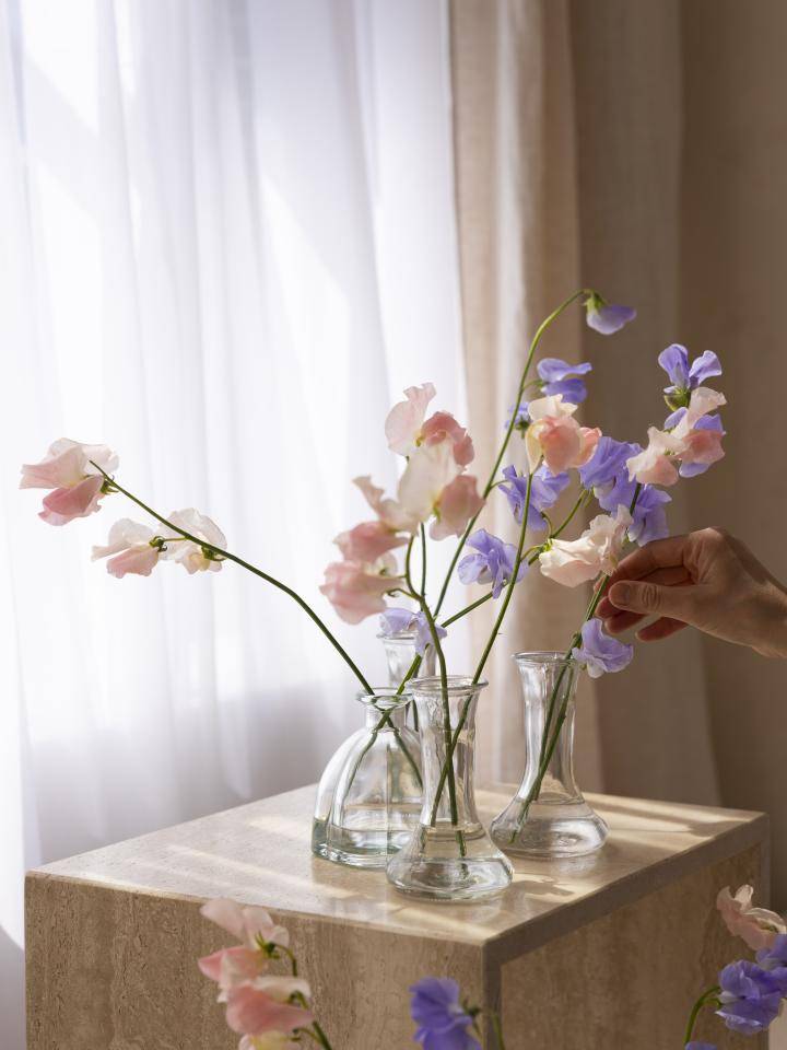Lathyrus vaasjes