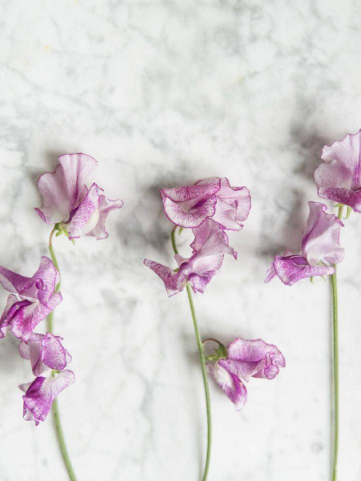Lathyrus