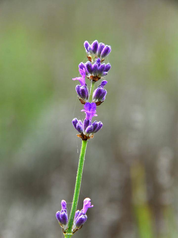 lavendel_008