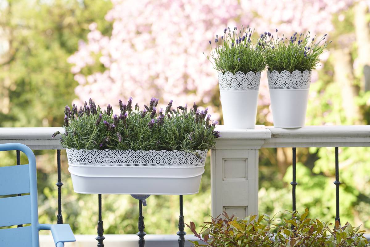lavendel 1MED