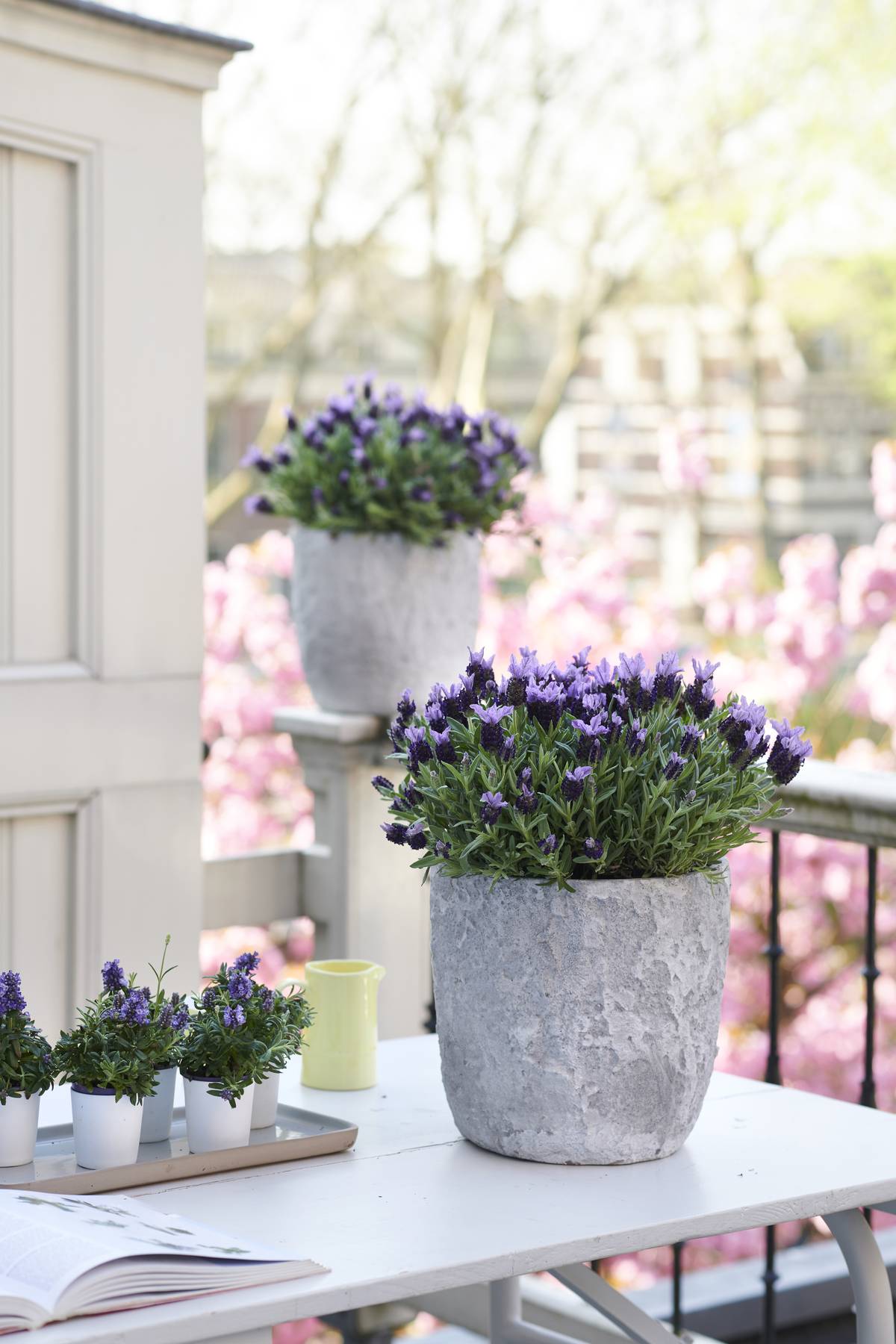 lavendel 2MED