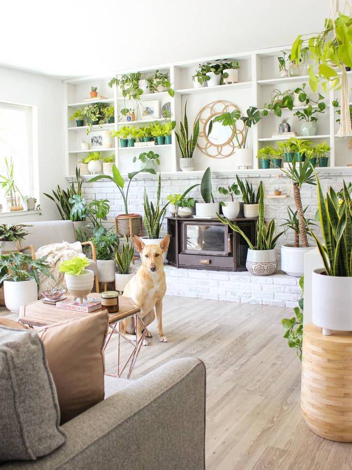 Woonkamer met planten en een hond