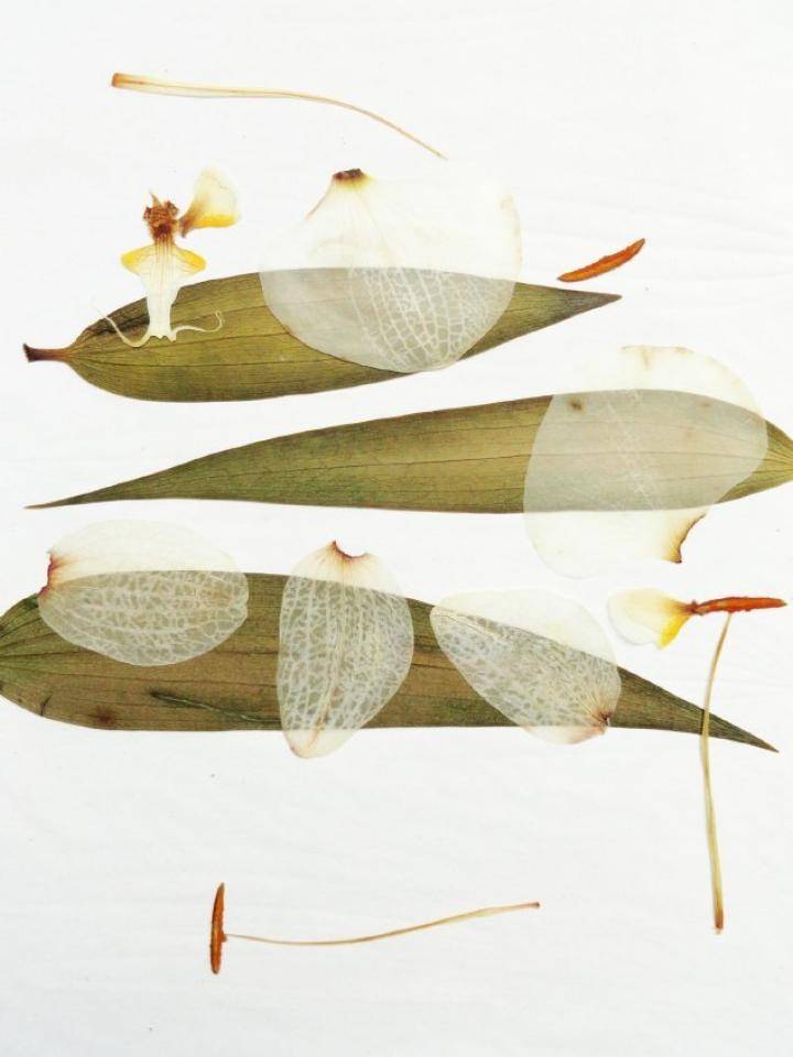 lelie-drogen-mooiwatbloemendoen-katja-gruyters_1