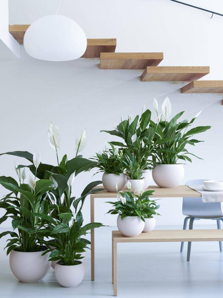 lepelplant-spathiphyllum-mooiwatplantendoen.nl_