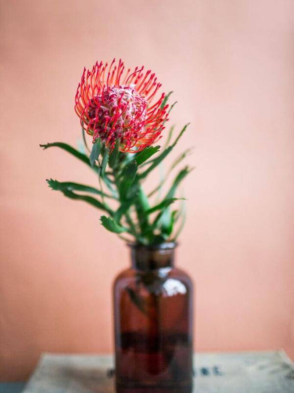Leucospermum, ook wel speldenkussenbloem genoemd, met levendige oranje en gele bloemtrossen