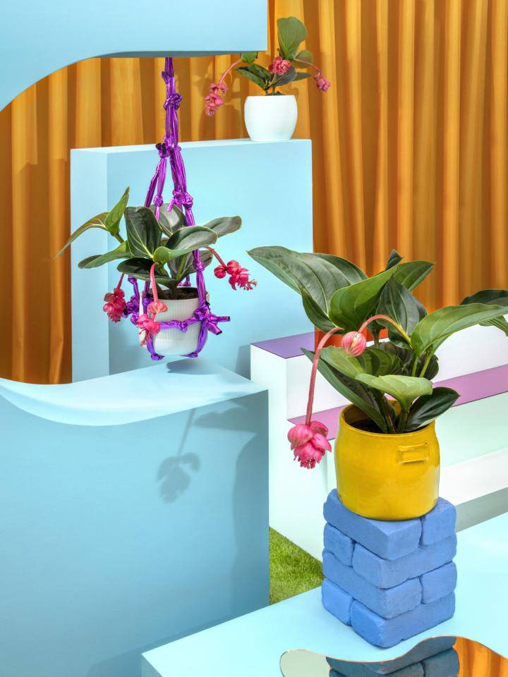 Medinilla