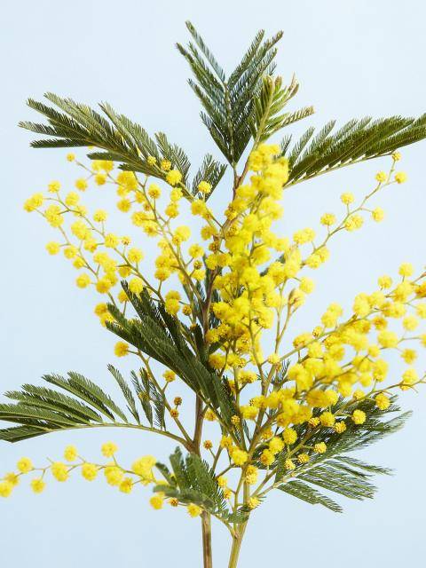 Mimosa