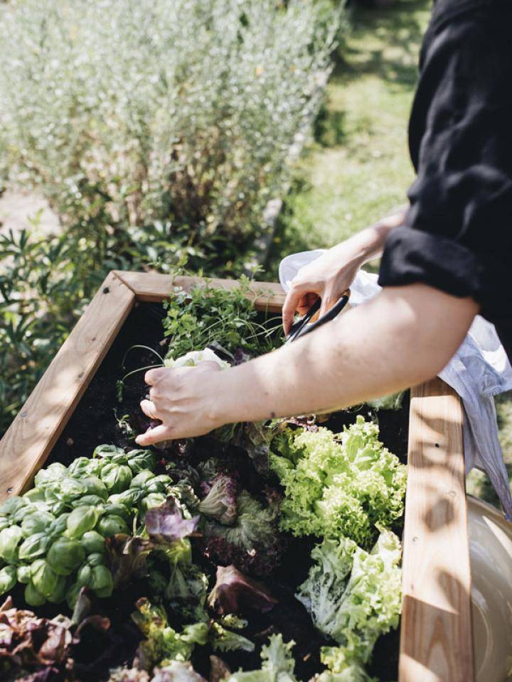 Moestuin