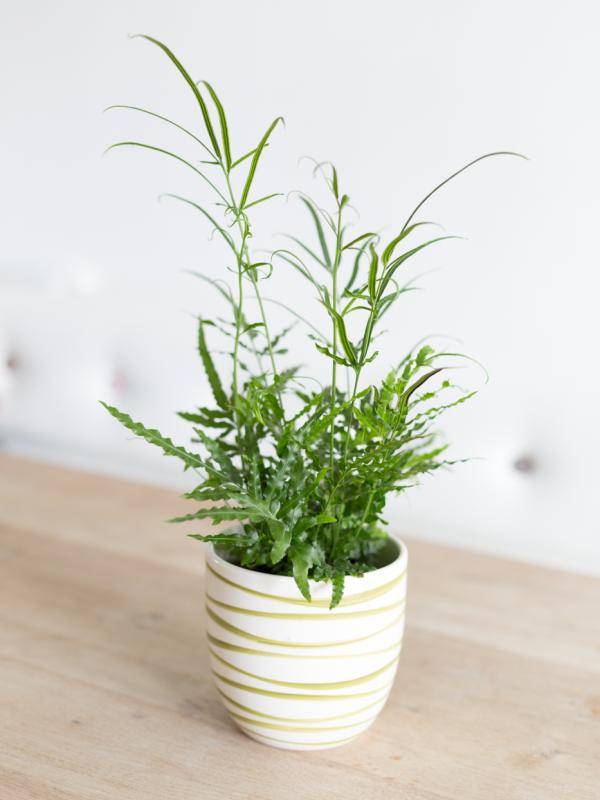 mwpd-plantenwijzer-lr-0710