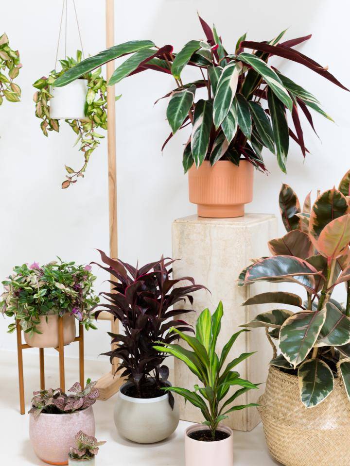 mwpd-rozeplanten-lr-7345